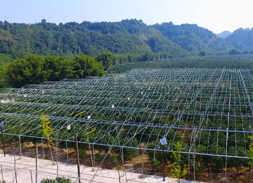 融安“數(shù)字金桔”